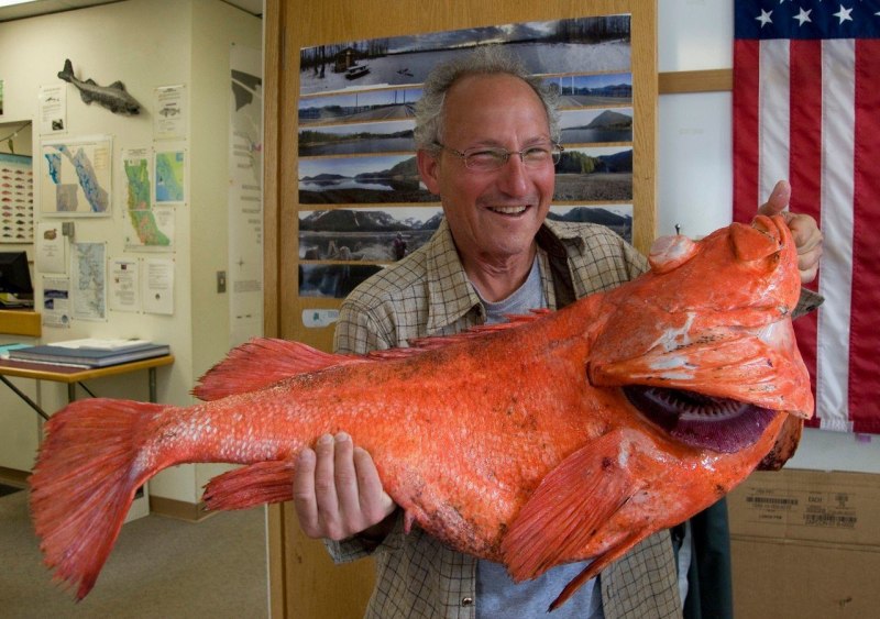 Thalassoma purpureum рыба