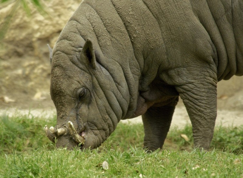 Babirusa группа