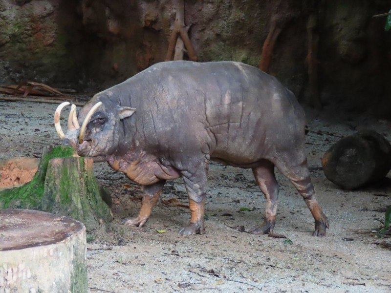 Babyrousa celebensis