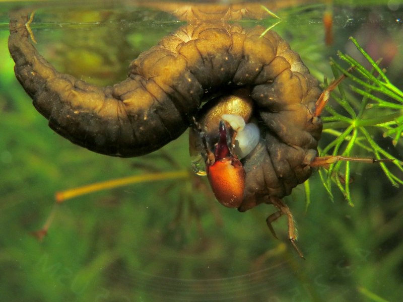 Ophiogomphus Cecilia личинка