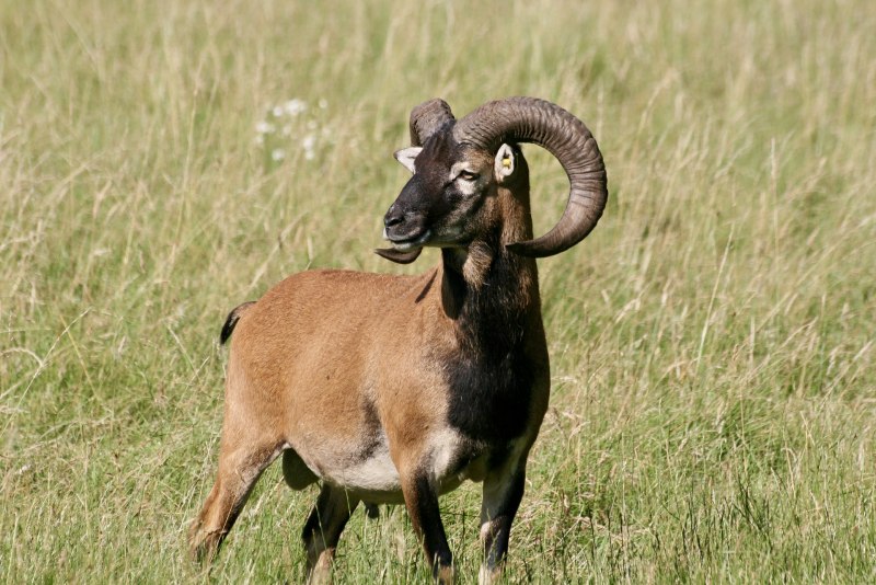 Муфлон (Ovis musimon).