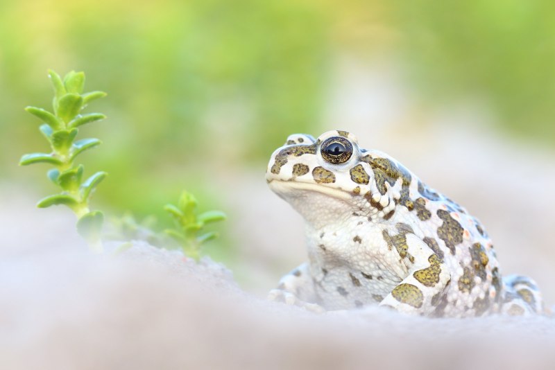 Sonoran Desert toad