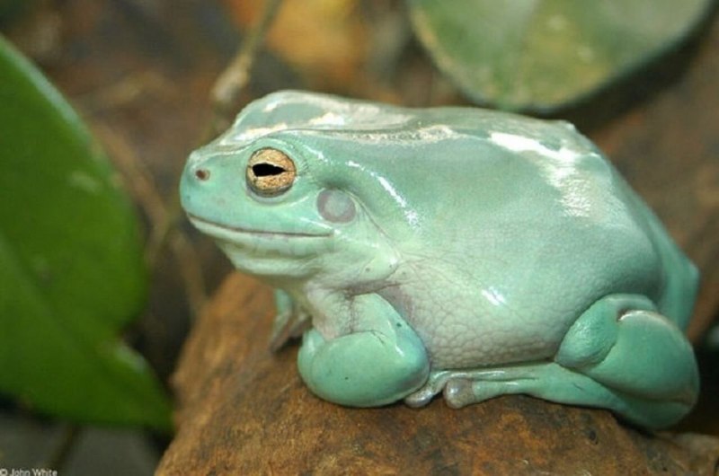 Животное Rana temporaria