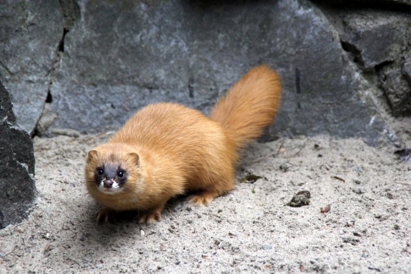 Сибирский колонок Mustela sibirica