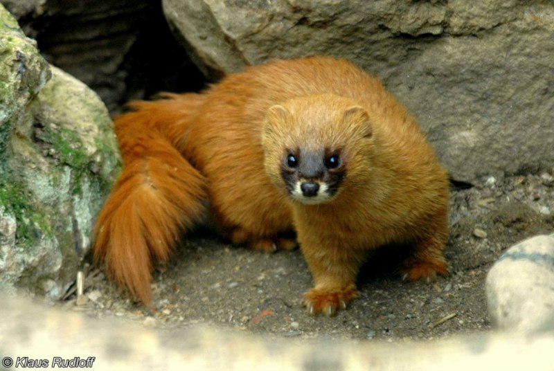 Сибирский колонок Mustela sibirica