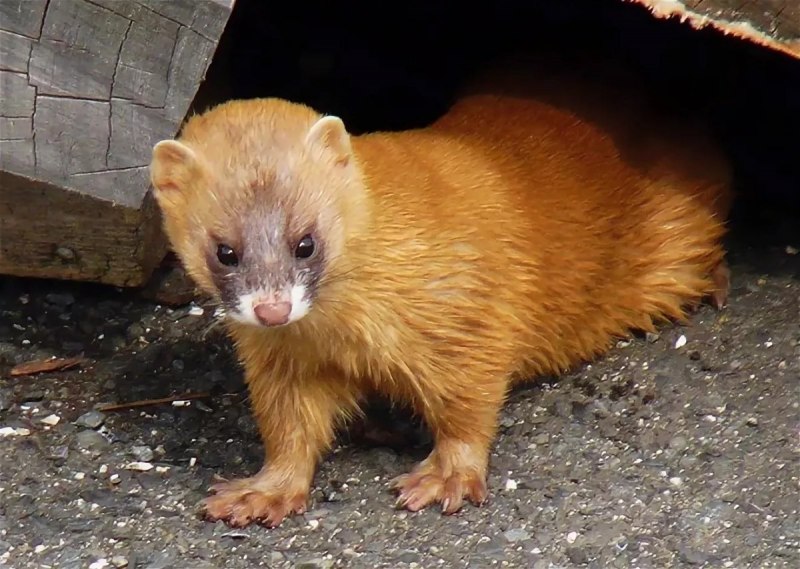Колонок Mustela sibirica