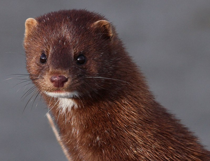 Колонок Mustela sibirica