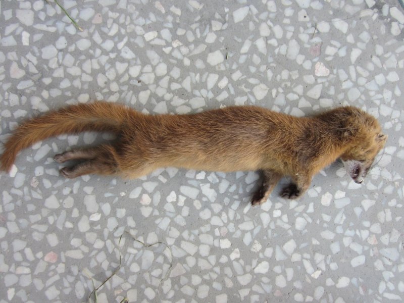 Колонок Mustela sibirica Pallas, 1773
