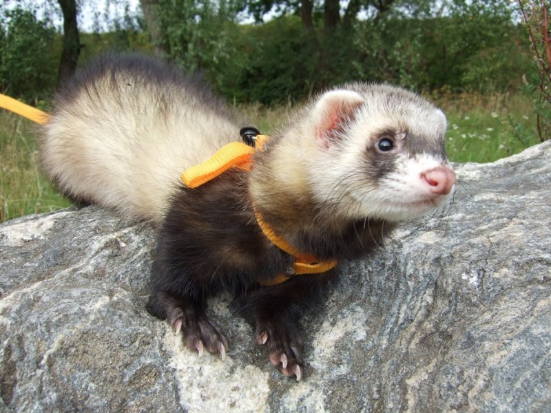 Фретка Weasels