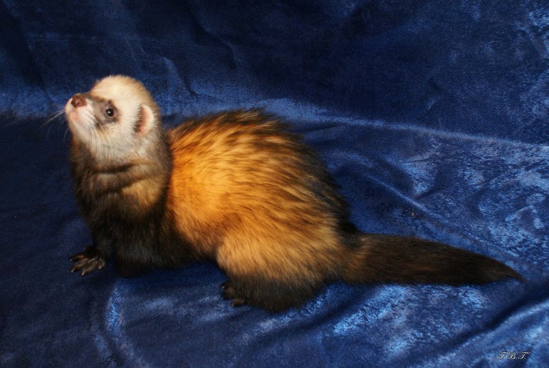 Сибирский колонок Mustela sibirica