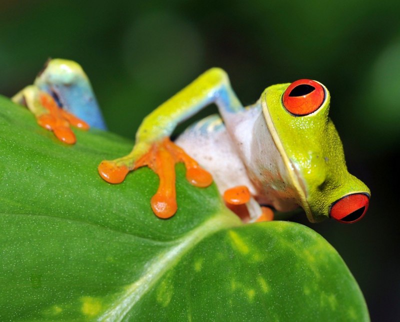 Ужасный листолаз (phyllobates terribilis)