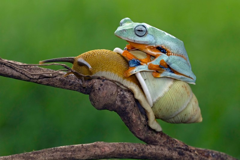 Paedophryne amauensis