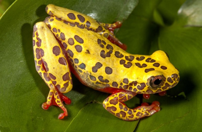 Ужасный листолаз (phyllobates terribilis)