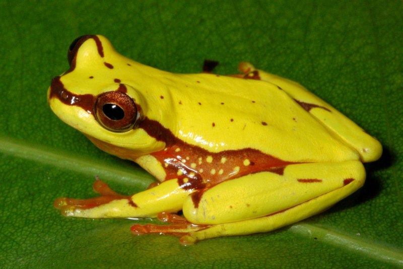 Hyalinobatrachium Dianae