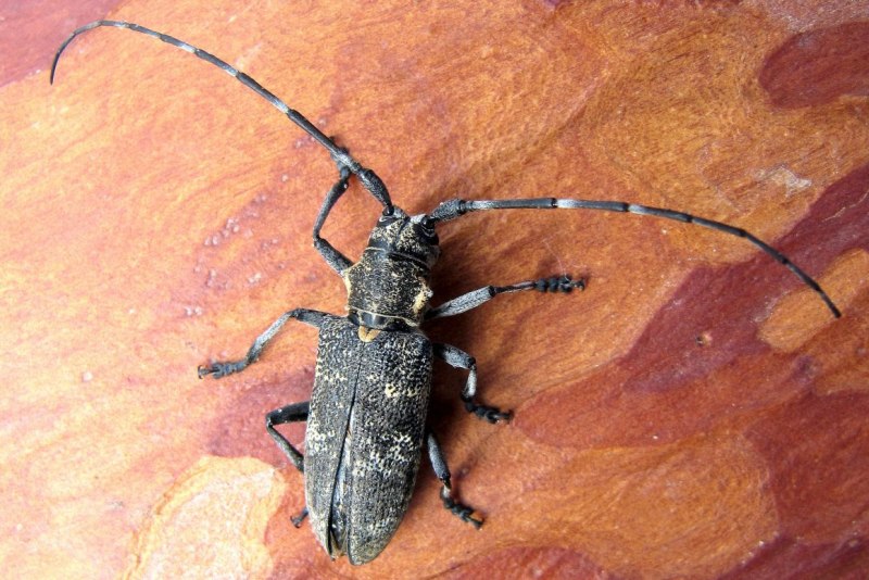 Cerambyx cerdo Linnaeus, 1758