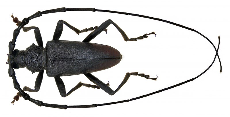 Усач большой дубовый (Cerambyx cerdo