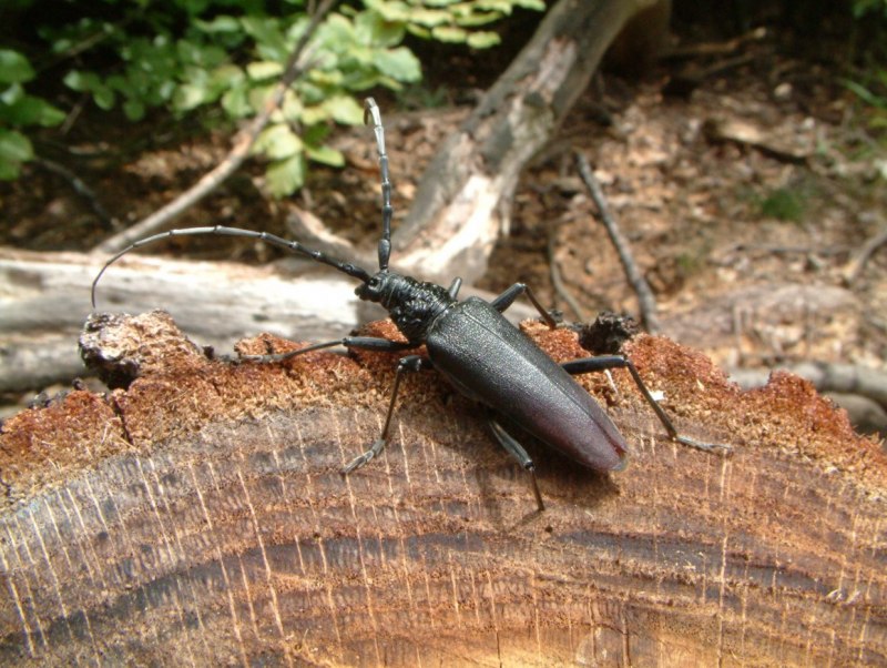 Дубовый усач (Cerambyx cerdo)