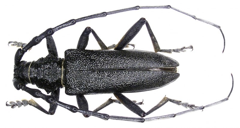 Усач большой дубовый (Cerambyx cerdo