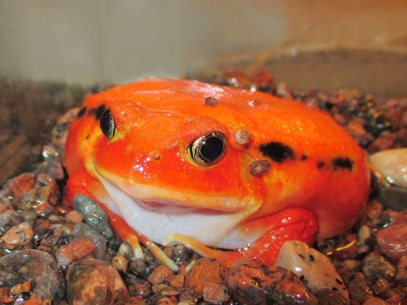 Лягушка-помидор (томатный узкорот, Dyscophus antongilii)