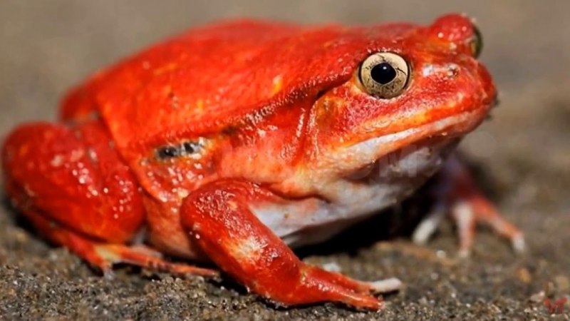 Dyscophus antongilii