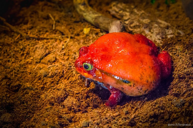 Dyscophus antongilii