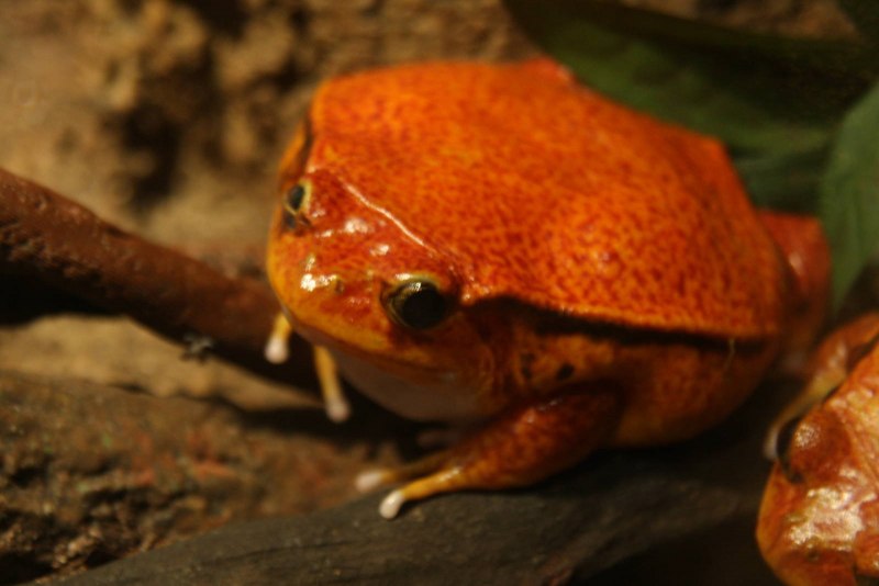Томатная лягушка (57 фото)