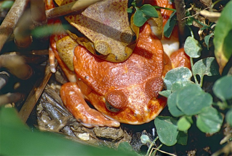 Dyscophus antongilii