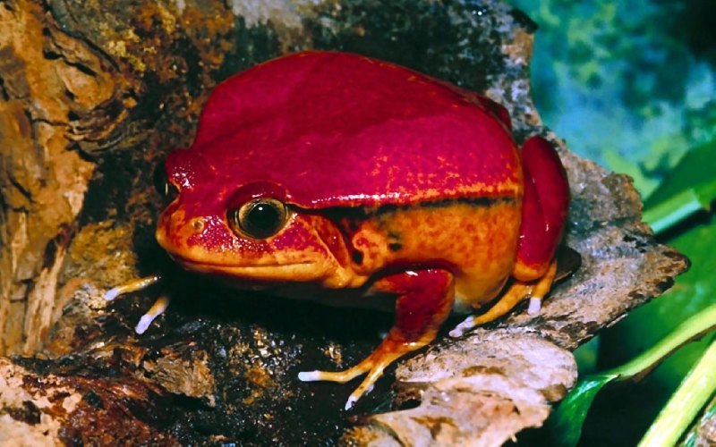 Frog Pet