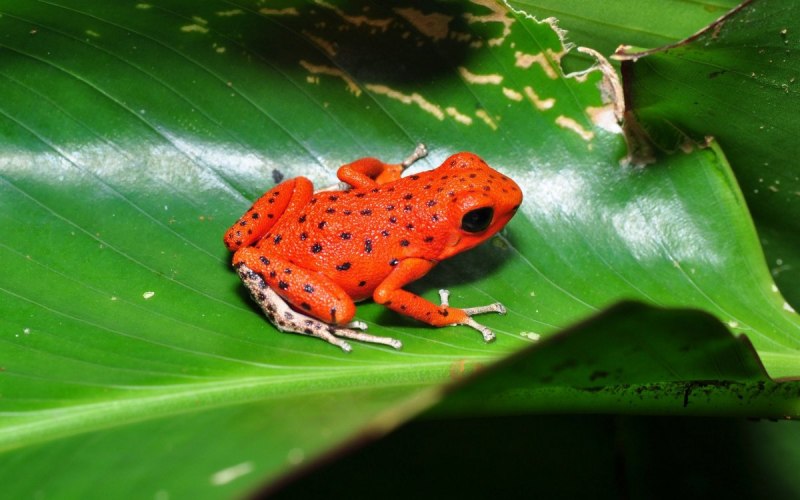 Dyscophus antongilii