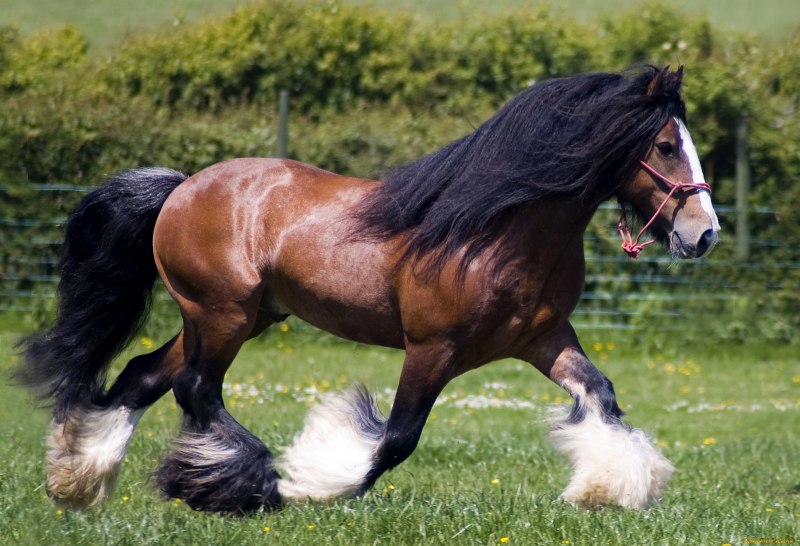 Ирландская упряжная лошадь (61 фото)