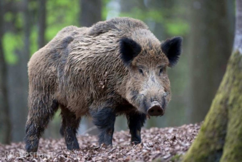 Кабан (sus scrofa)