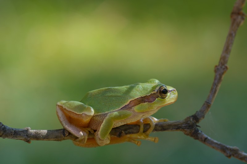 Коралловая квакша