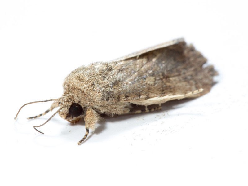 Tineidae семейство