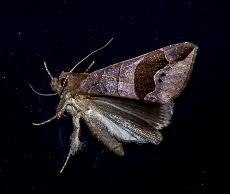 (Sitotroga cerealella oliv.) Меры борьбы