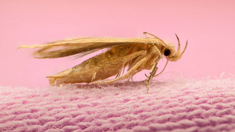Aglossa caprealis