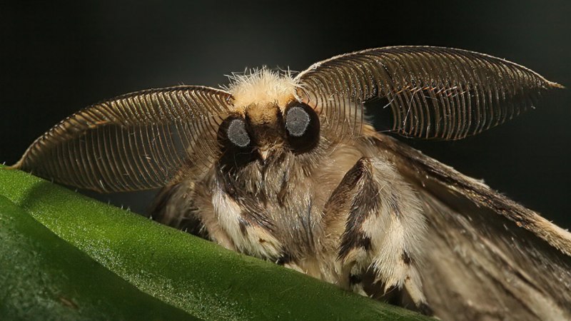 Хлопковая совка (лат. Helicoverpa armigera)
