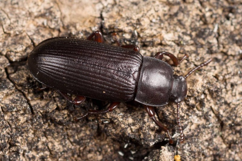 Tenebrio Molitor мучной хрущак