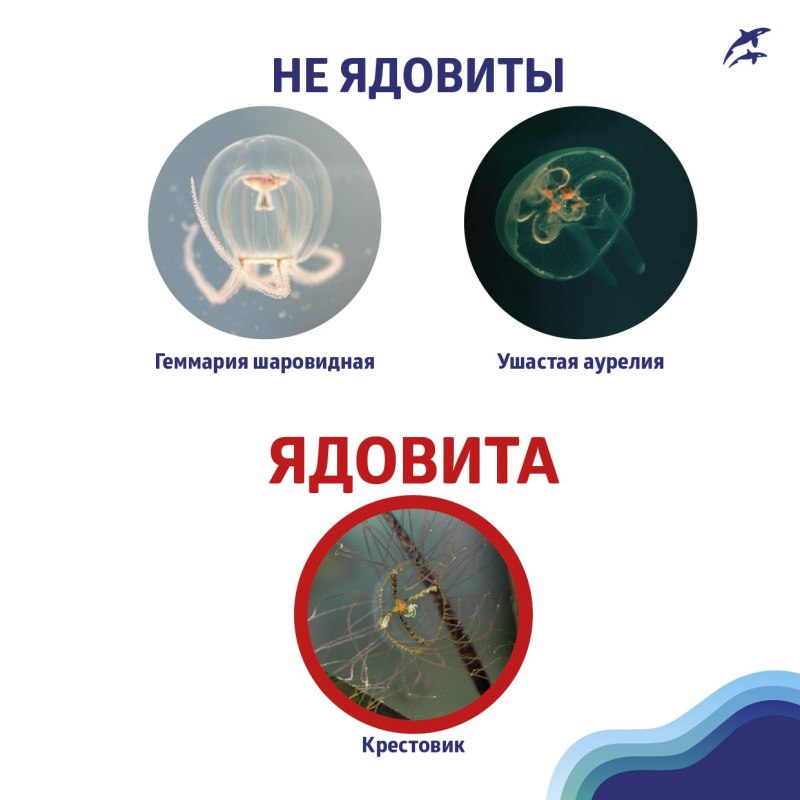Ядовитая медуза крестовик