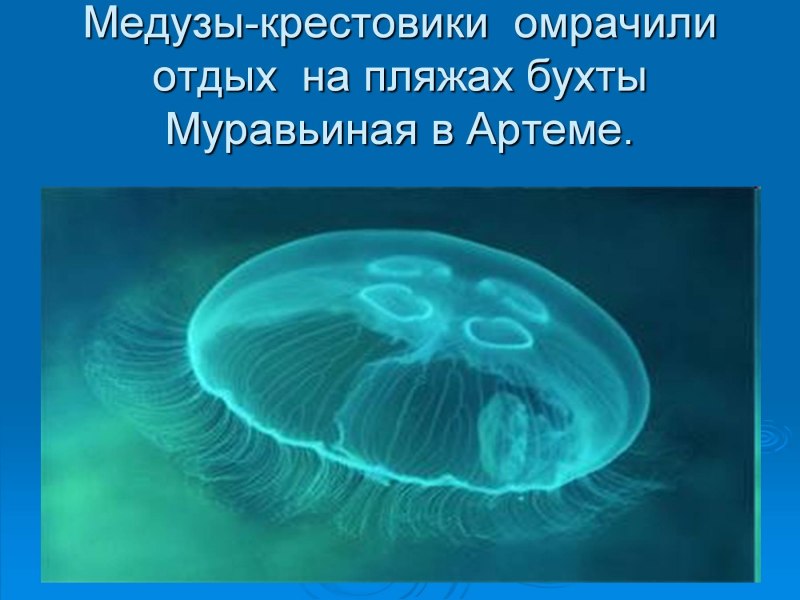 Медуза крестовик в Приморье