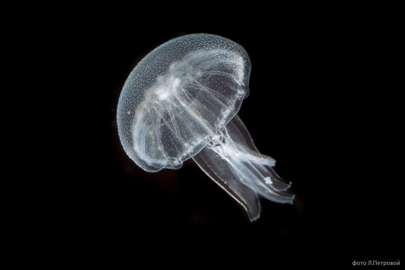 Медуза крестовик (67 фото)