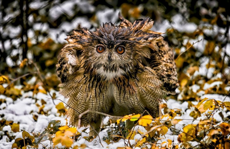 Европейский Филин