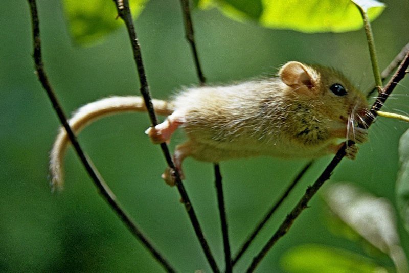 Садовая Соня eliomys quercinus