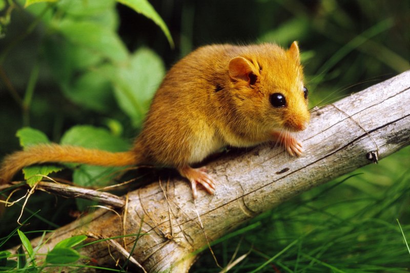Соня-полчок (лат.Glis Glis)