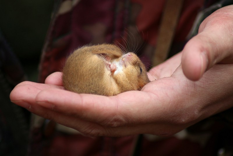 Садо́вая Со́ня ( eliomys quercinus)