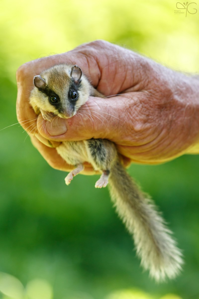 "Dryomys nitedula" Соня Лесная