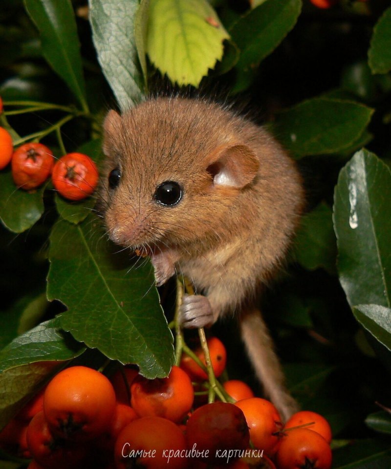 "Dryomys nitedula" Соня Лесная