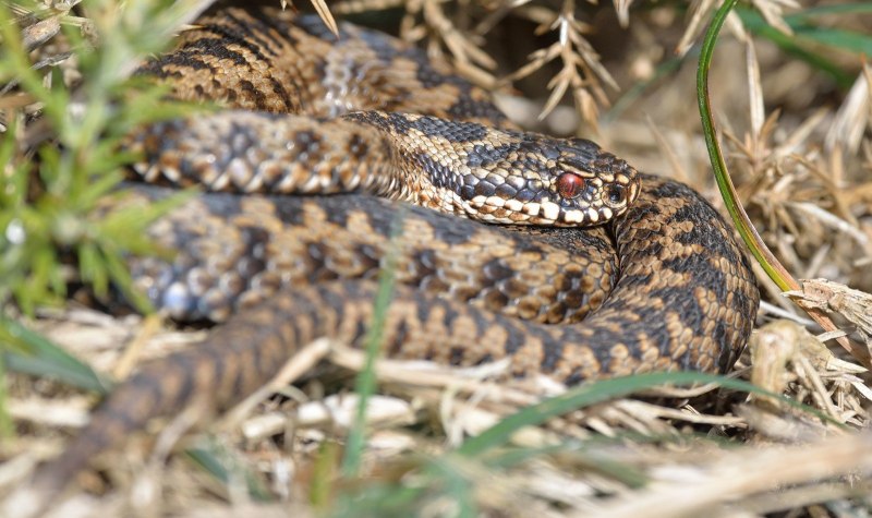 Восточная Степная гадюка (Vipera (Pelias) Renardi)