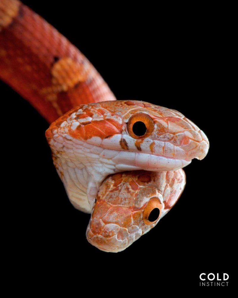 Elaphe flavirufa