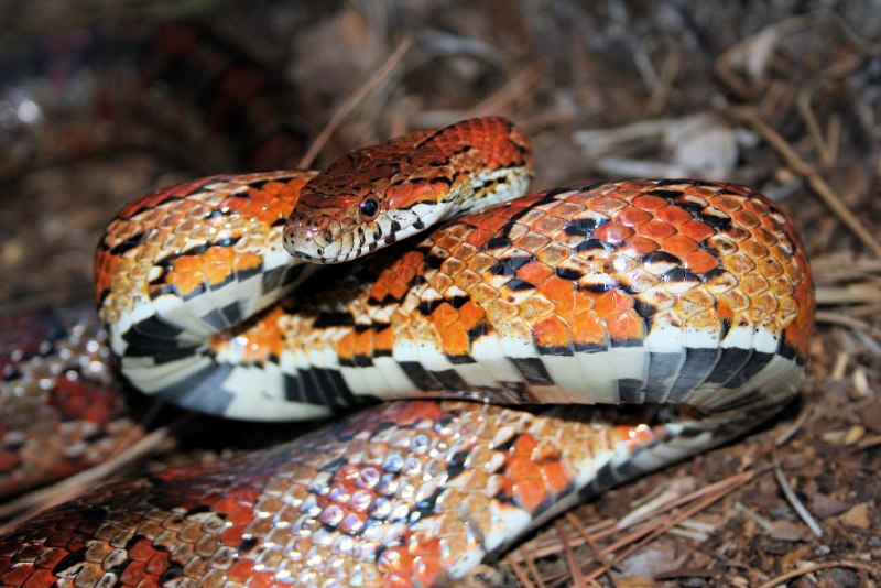 Corn Snake