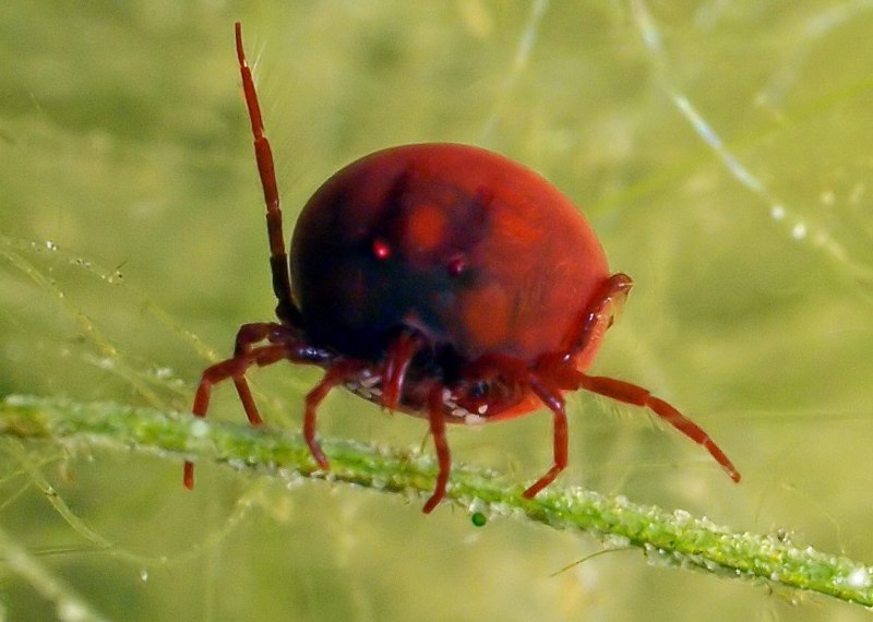 Клещи – краснотелки (Trombidium)
